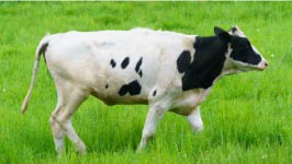 振動発電アイデア例：家畜の健康管理