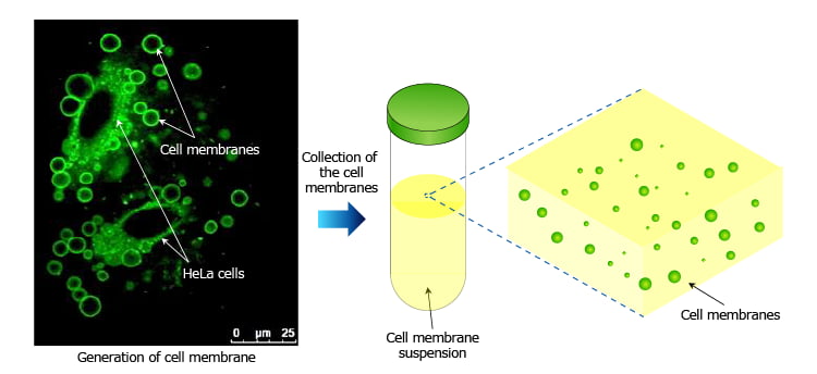 Cell Membrane Observation Device
