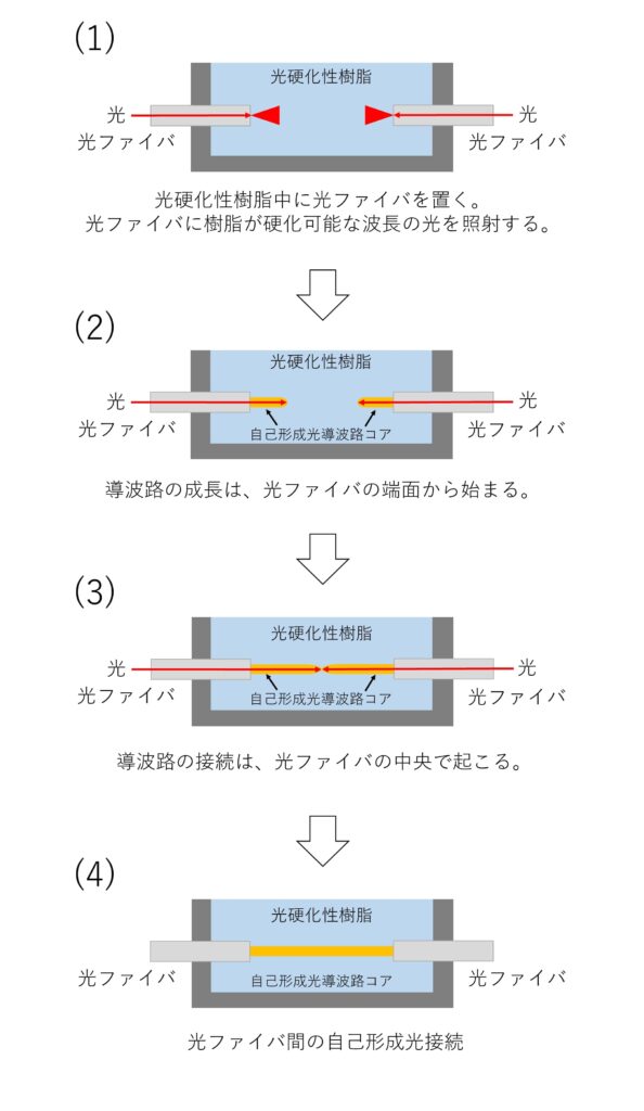 図２　自己形成光導波路コアの接続プロセス